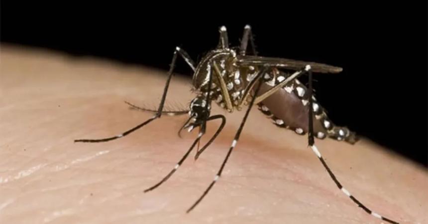 Dengue- dos muertes en Coacuterdoba y maacutes de 7500 casos en Santa Fe y Buenos Aires