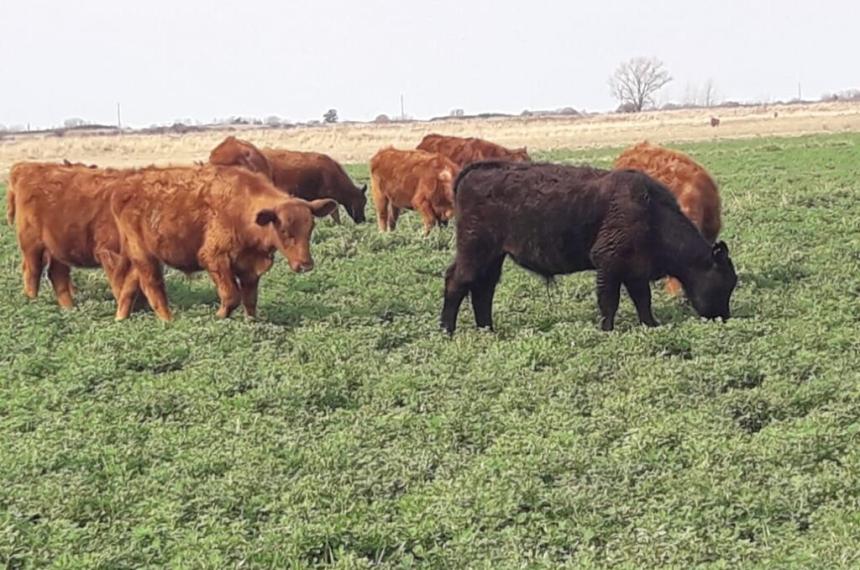 La ganaderiacutea y la pastura perenne base alfalfa