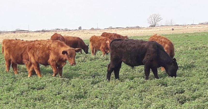 La ganaderiacutea y la pastura perenne base alfalfa