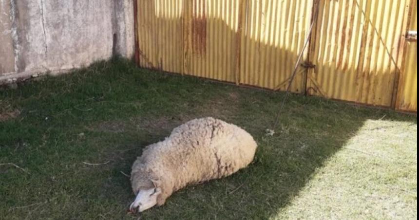 Dos detenidos por intentar robar dos ovejas en Realicoacute