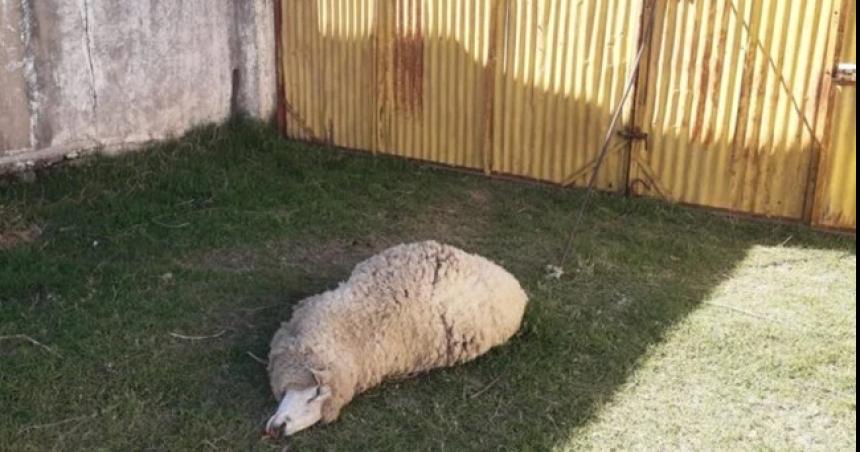 Dos detenidos por intentar robar dos ovejas en Realicoacute