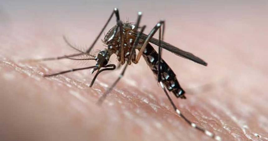 Aumentan las coinfecciones con dos serotipos de dengue y se aceleran los casos en Argentina
