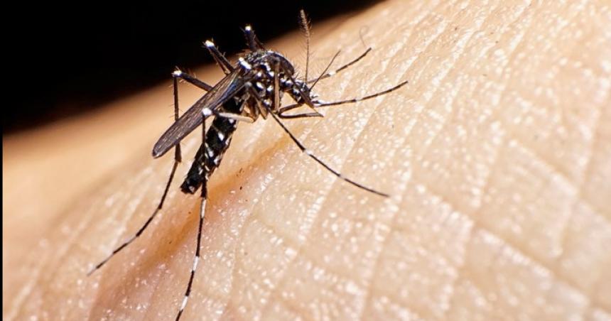 54 casos de dengue en La Pampa- General Pico ya suma 14 contagios autoacutectonos