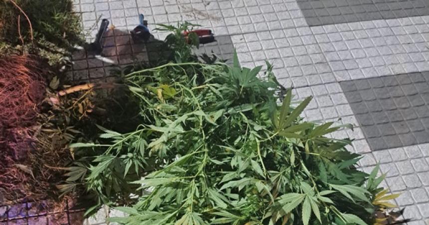 Iban en moto con una planta de marihuana bajo el brazo