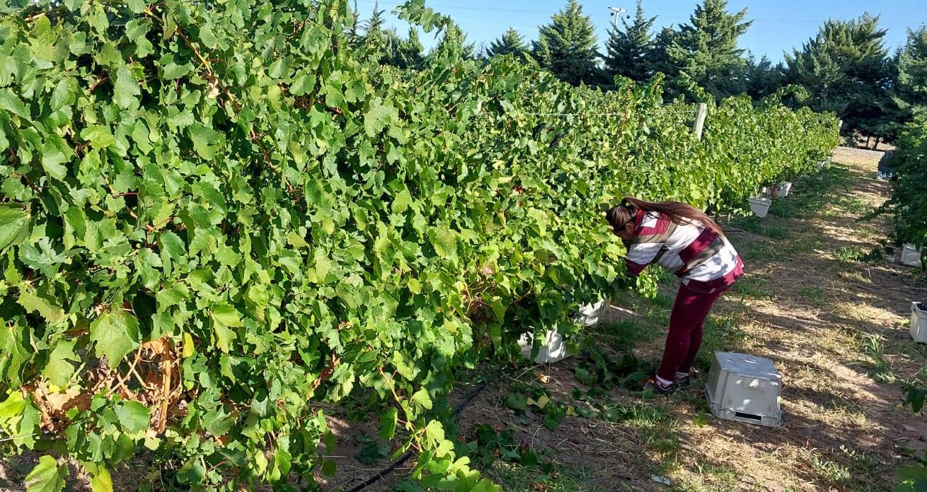 La vendimia en Casa de Piedra podría alcanzar este año los 140.000 kilos