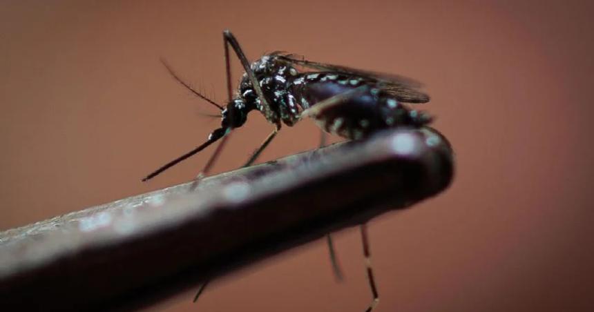 El dato que enciende las alarmas por el aumento de los casos de dengue