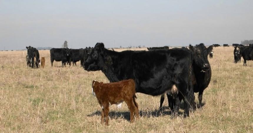 La ganaderiacutea bovina y el forraje invernal