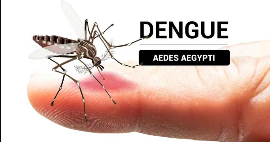 Coacutemo identificar al mosquito del dengue y en queacute momento del diacutea pica maacutes