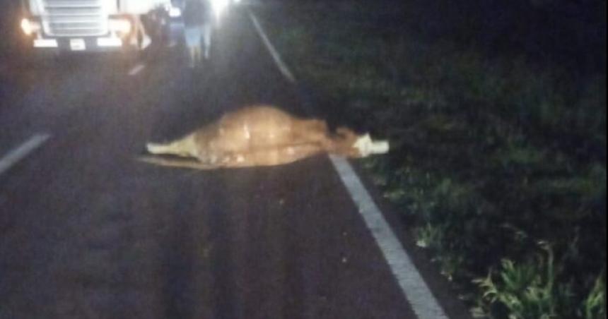 Un Chevallier chocoacute contra animales sueltos en la Ruta 5