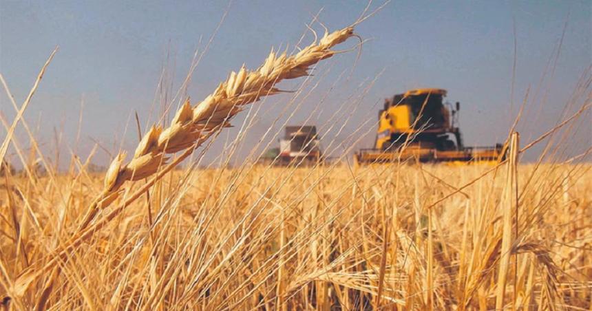 Recomendaciones para sembrar trigo en La Pampa