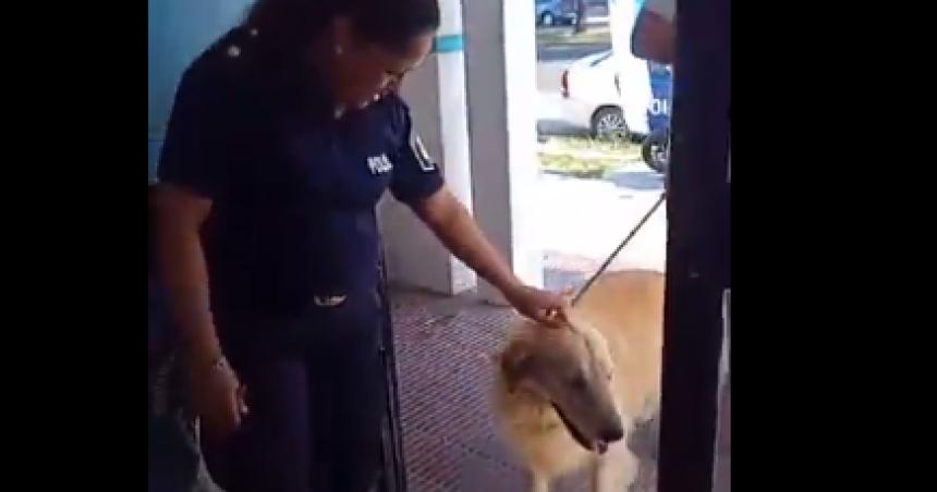 Fue con su perro Golden a la carniceriacutea y preguntoacute si se lo podiacutean faenar- la denunciaron