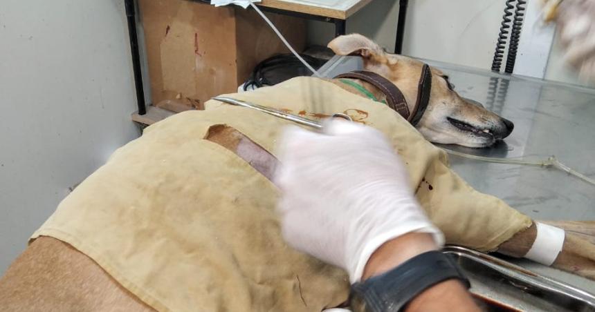 Un conductor le atropelloacute la perra y reclama que se haga cargo de los gastos