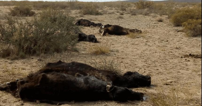 Alertan por la muerte de maacutes de 5000 animales por la sequiacutea en el sur provincial