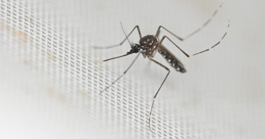 Fuerte suba en las cifras del dengue-  232996 casos y 161 fallecidos