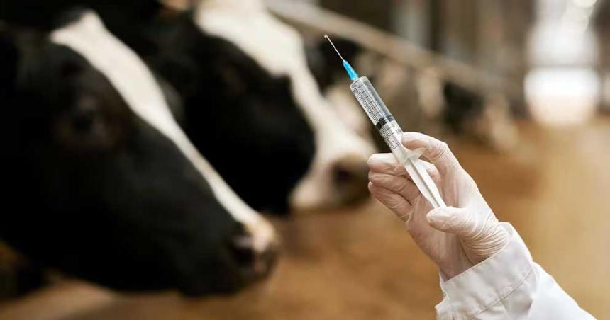 El Gobierno habilitoacute la importacioacuten de la vacuna bivalente contra la fiebre aftosa