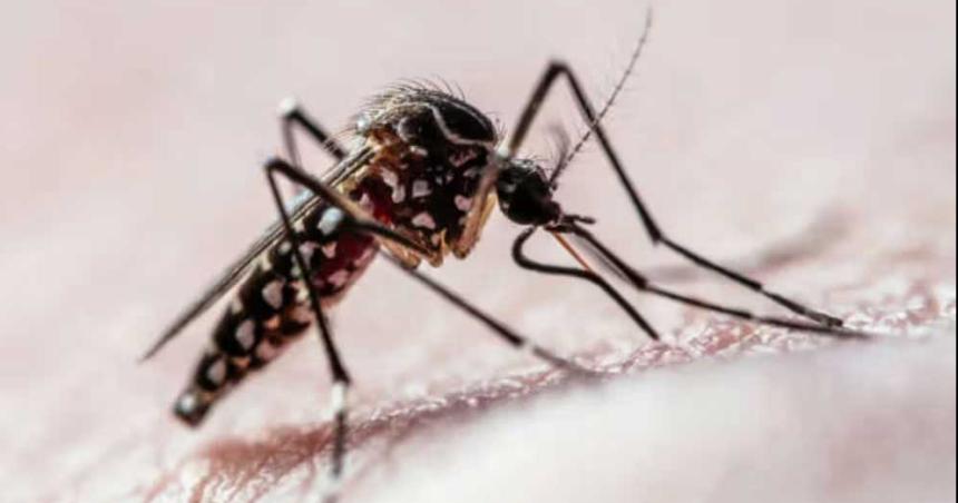 Dengue- por queacute hay maacutes riesgos cuando se sufre la infeccioacuten por segunda vez
