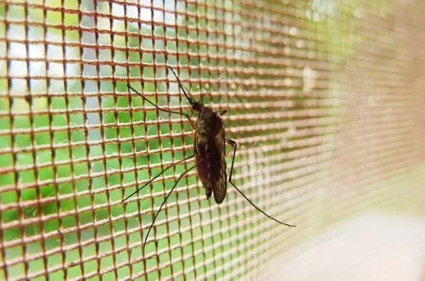 Dengue- comenzaron a bajar los casos salvo en dos provincias