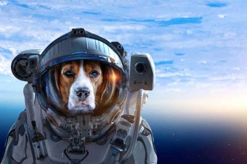 La NASA enviaraacute otro perro a Marte para exploracioacuten y rescate