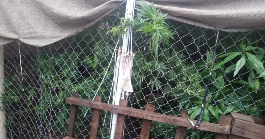 Buscaban dos notebooks robadas y encontraron plantas de marihuana
