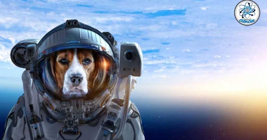 La NASA enviaraacute otro perro a Marte para exploracioacuten y rescate