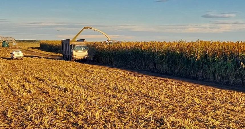 25 de Mayo- comenzoacute el picado de sorgo para la generacioacuten de energiacutea