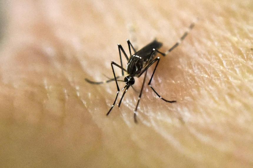 Dengue- hay 365 casos en la provincia y 202 son autoacutectonos
