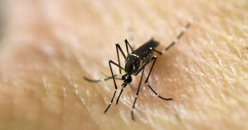 Dengue- hay 365 casos en la provincia y 202 son autoacutectonos