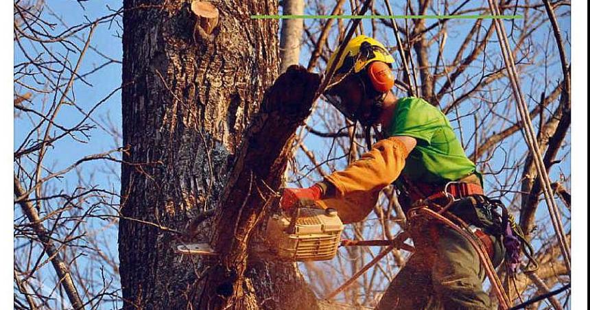 Anunciaron el calendario de poda del arbolado urbano