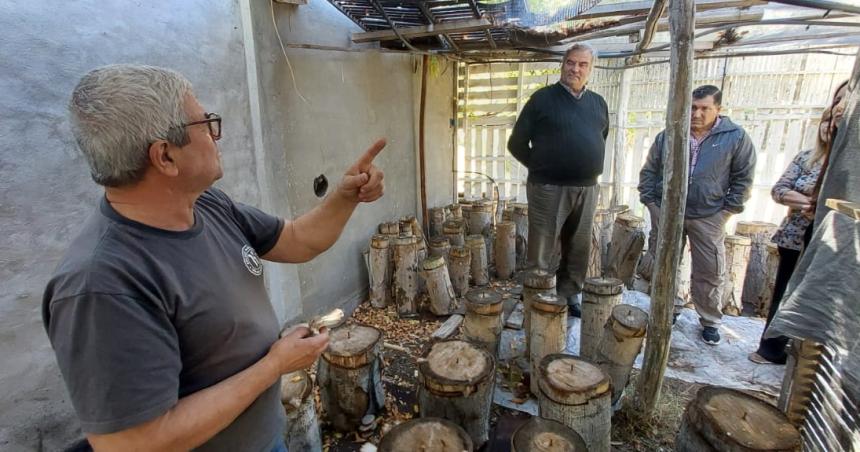 Comenzoacute la cosecha de hongos giacutergolas en la zona bajo riego de El Sauzal