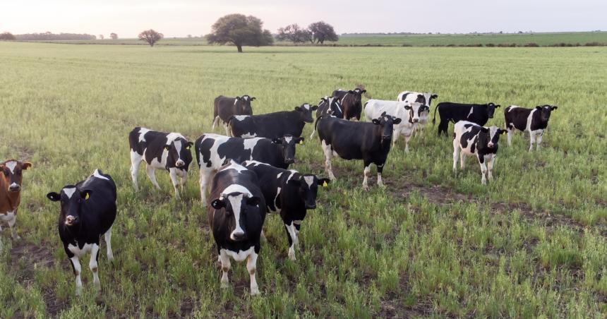 La ganaderiacutea y el ciclo de nutrientes