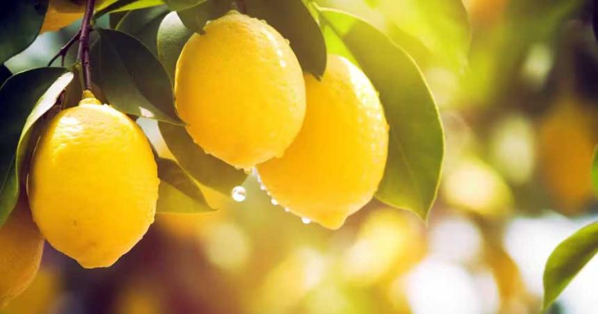 Cuaacuteles son los beneficios de consumir limoacuten