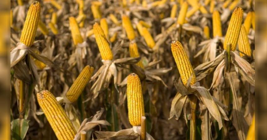 Preocupa al Gobierno la demora en vender la cosecha gruesa por parte de los productores