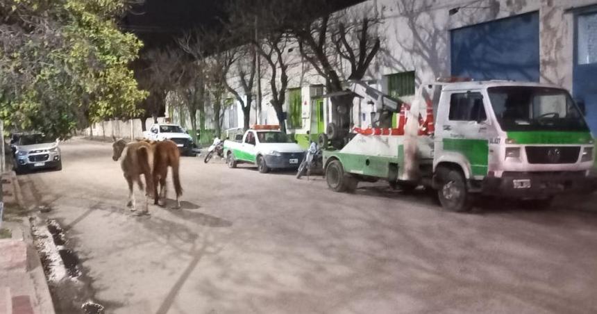 Caballos sueltos- concejales de la oposicioacuten piden que se cumpla con la ordenanza