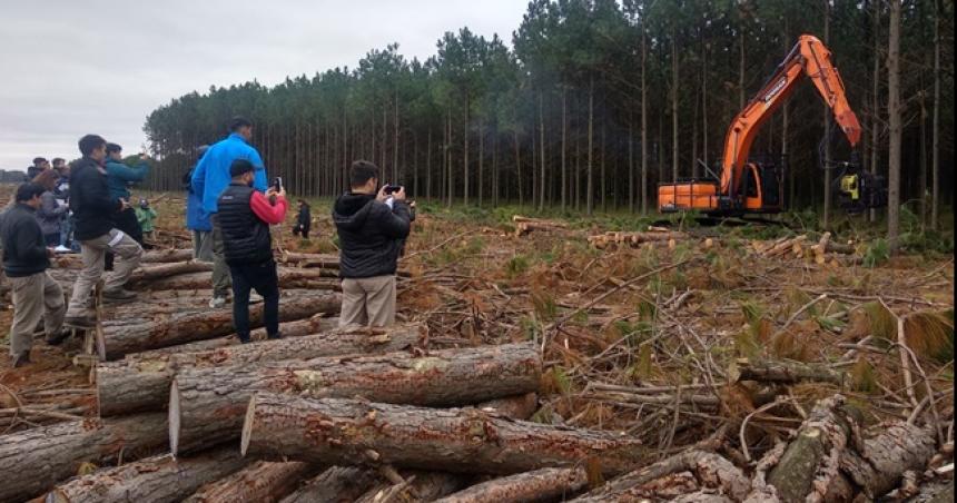Evaluaron la potencialidad de la produccioacuten forestal en La Pampa