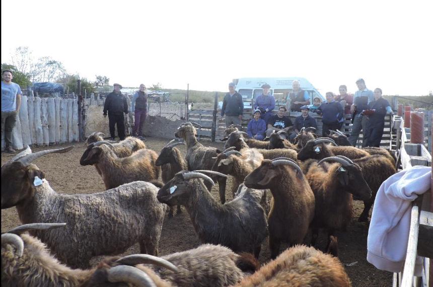 Veterinarias trabaja en la reproduccioacuten de caprinos en el oeste pampeano