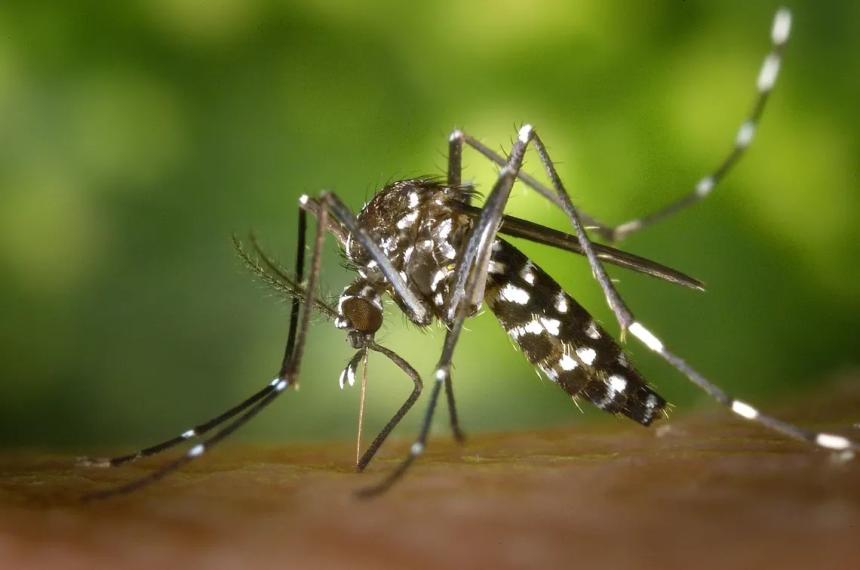 Confirmaron 398 casos de dengue en la provincia 220 autoacutectonos