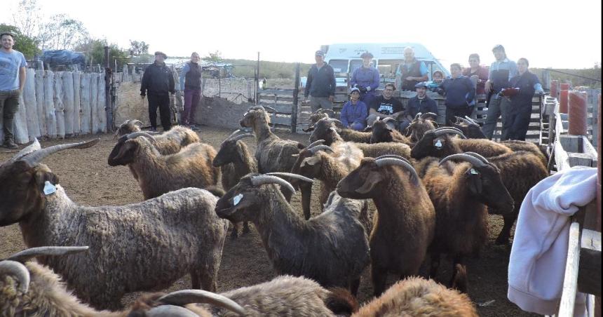 Veterinarias trabaja en la reproduccioacuten de caprinos en el oeste pampeano