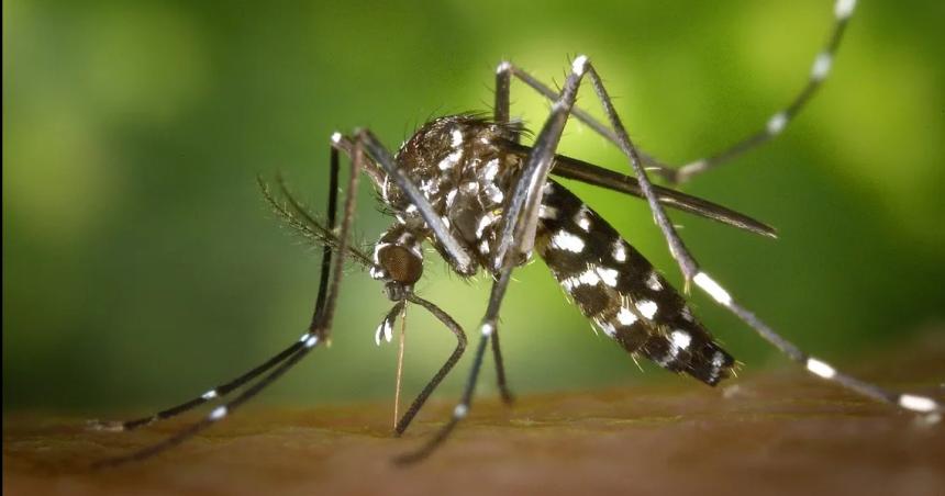 Confirmaron 398 casos de dengue en la provincia 220 autoacutectonos