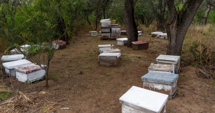 Recomiendan el consumo de la miel que se produce en La Pampa