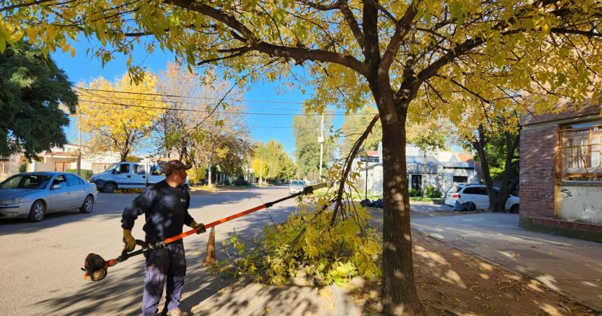 Inicia la temporada de poda