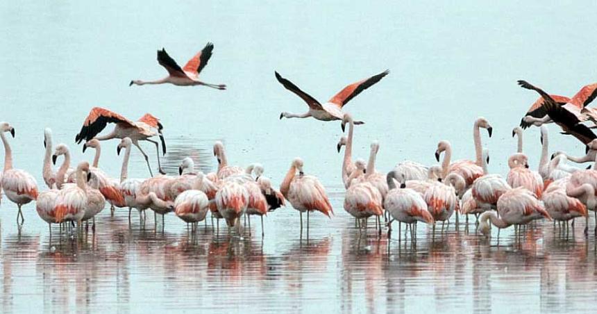 Recomiendan cuidar las poblaciones de flamencos en la Provincia