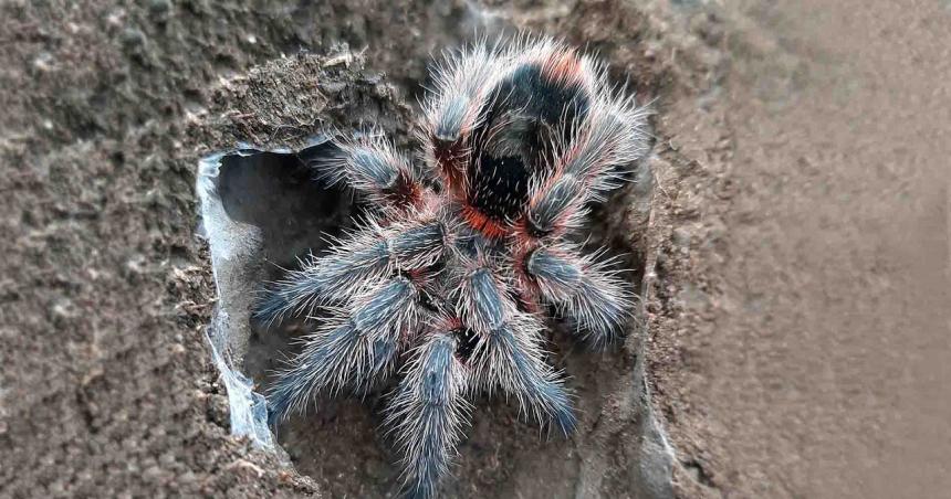 Hallan una nueva especie de taraacutentula en La Pampa