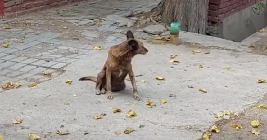 Advierten por envenenamiento de perros en Genera Acha
