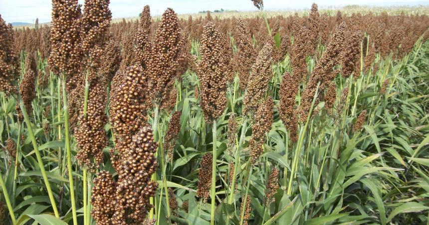 Sorgo Graniacutefero- el aacuterea creceraacute hasta donde la semilla alcance 