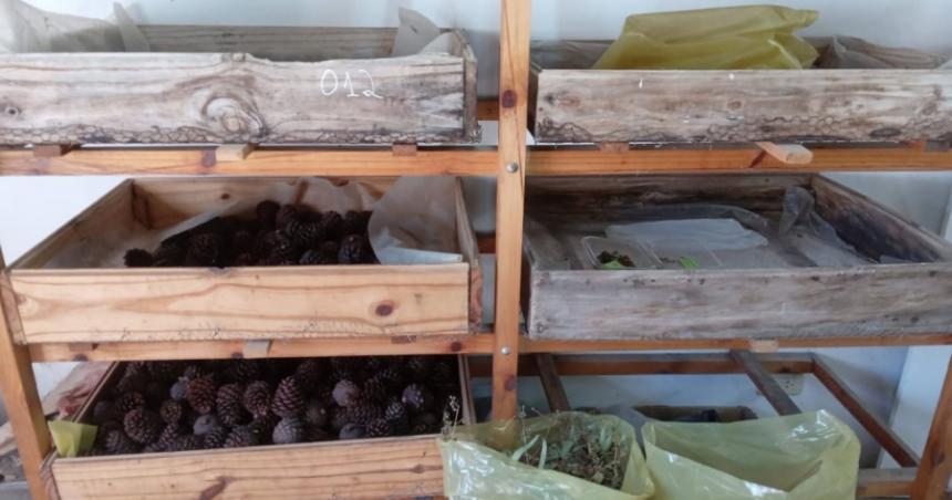 Destacan el rol de los viveros forestales que producen sus propias semillas y plantas