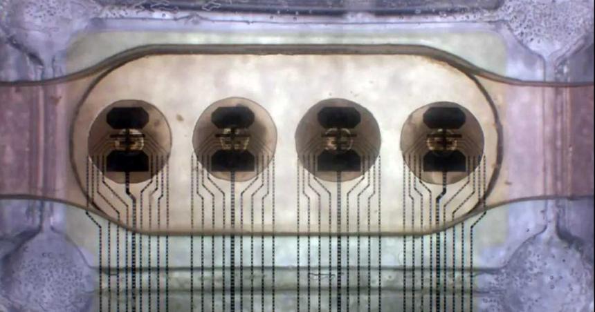 El primer bioprocesador del mundo que funciona con neuronas vivas ya estaacute online