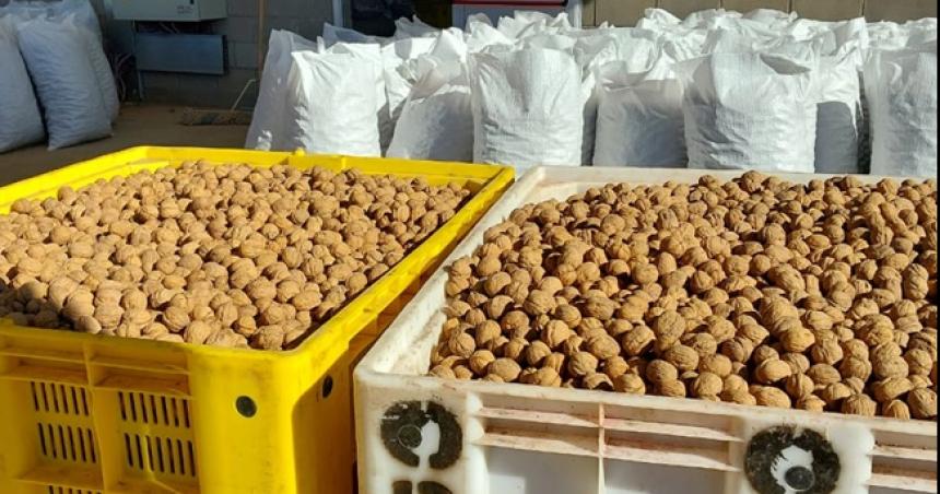 Cosecha reacutecord de nueces en 25 de Mayo
