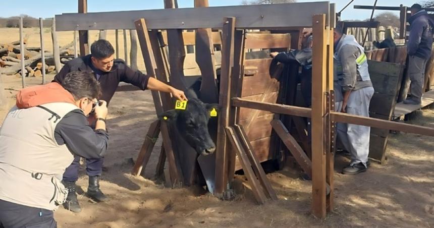 Abigeato en Teleacuten- secuestran dos vacunos en un allanamiento 