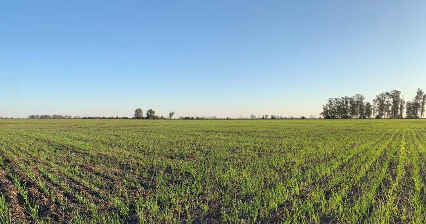 Trigo- Control de malezas y fertilizacioacuten al macollage