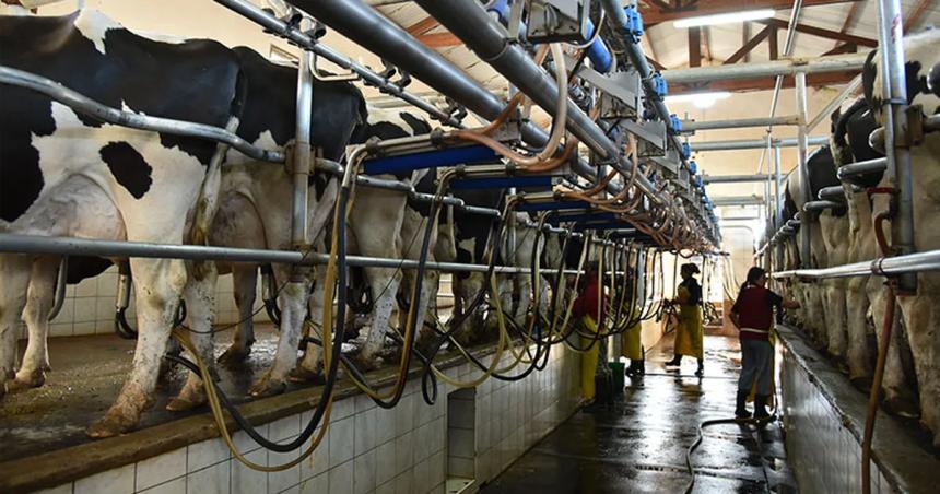 Caiacuteda en el consumo de laacutecteos- la produccioacuten de leche retrocedioacute 145-en-porciento- en el primer cuatrimestre del antildeo